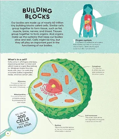 Active Learning. Human Body - фото 3