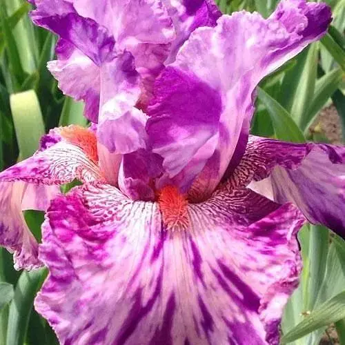Ирис бородатый крупноцветковый "Squid Squirt" 1 шт (41139) - фото 1