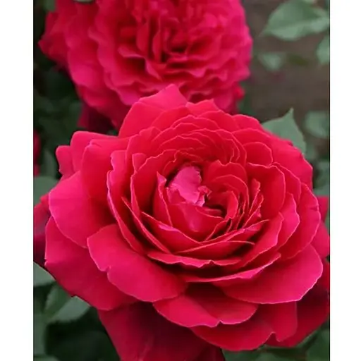 Роза в контейнере чайно-гибридная "Bellevue" (саженец класса АА+) (185748) 1 саженец - фото 1