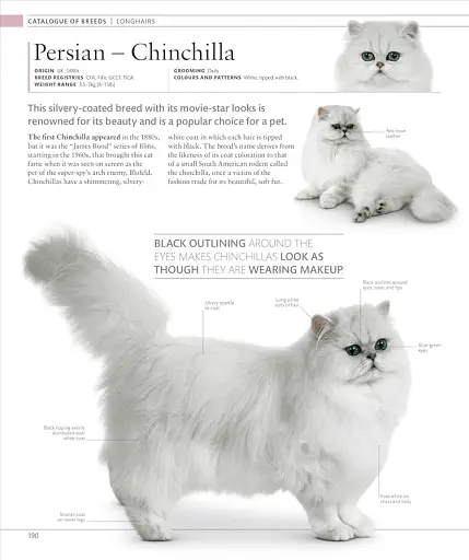 The Cat Encyclopedia - фото 16