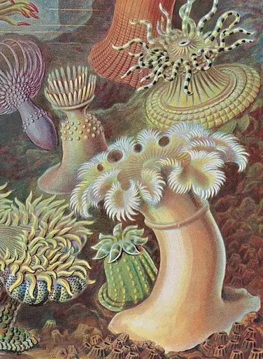 The Art and Science of Ernst Haeckel - фото 3