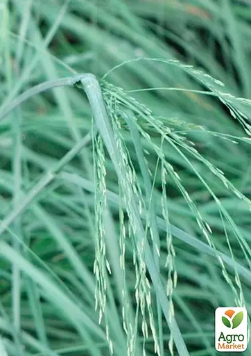 Ерагростіс "Blue Eros" вазон С1.5 (178087) 1 саджанець - фото 5