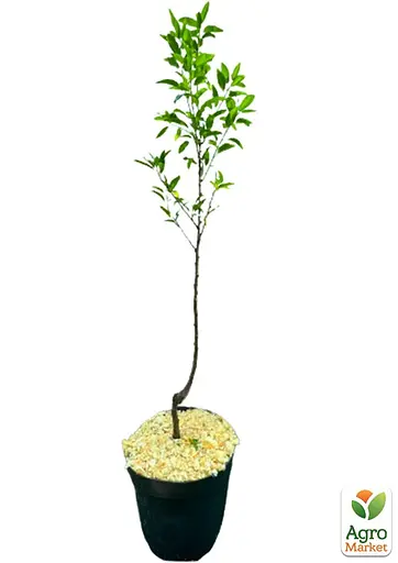 Мигдаль солодкий Agro-Market "Прибережний" укорінений у контейнері (саджанець 2 роки) (153132) 1 саджанець в упаковці - фото 3