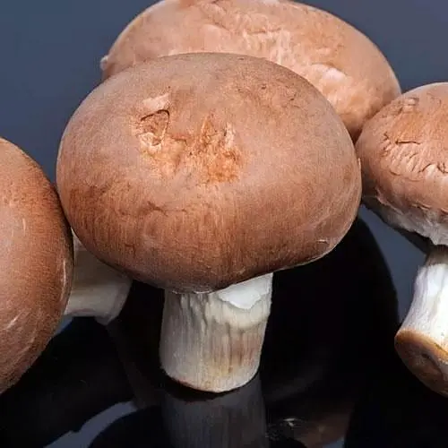 Сухий зерновий міцелій «Печериця королівська коричнева» 10г (45508) - фото 1