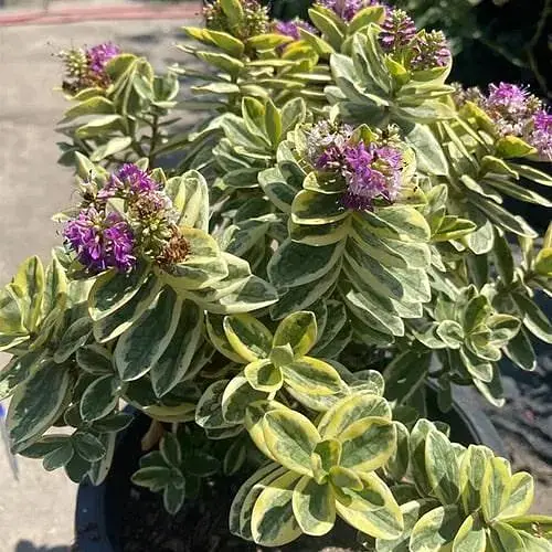 LMTD Хебе Agro-Market Variegata 20-25 см (188348) 1 саджанець в упаковці Нідерланди - фото 1