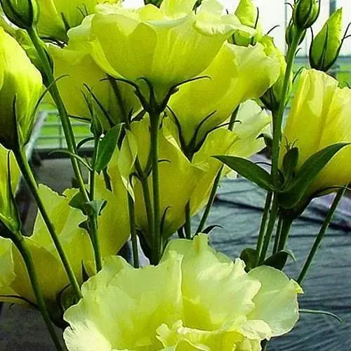 Эустома махровая "Borealis Green" укоренена в контейнере Р9 (51989) 1 саженец - фото 1