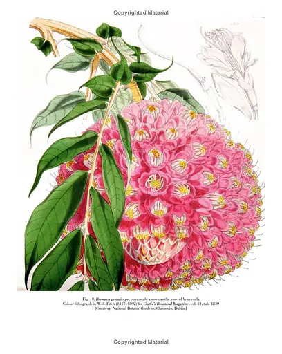 Drawn from Nature: The Flowering of Irish Botanical Art - фото 10