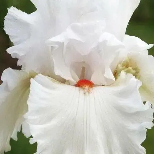 Ірис бородатий великоквітковий "Nordika" 1 шт (25696) - фото 1