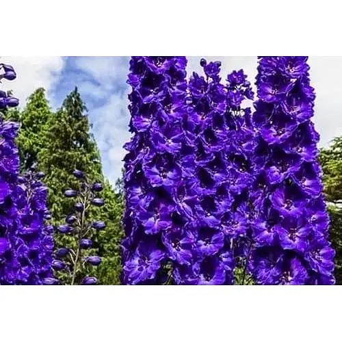 Дельфініум "Чорний лицар" (Зіпер) Весна 0.1г (183412) - фото 1