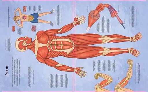 Тіло. Цікаве всередині - фото 3