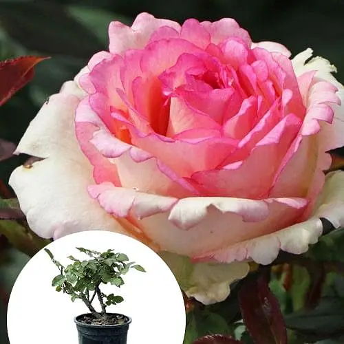 Роза в контейнере чайно-гибридная "Souvenir de Baden-Baden" (садник класса АА+) (185753) 1 саженец - фото 3