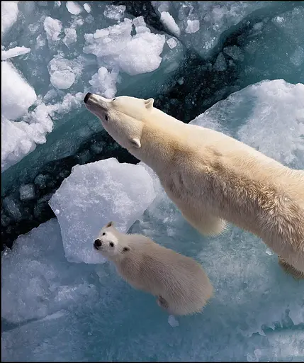 The Science of Animals - фото 17