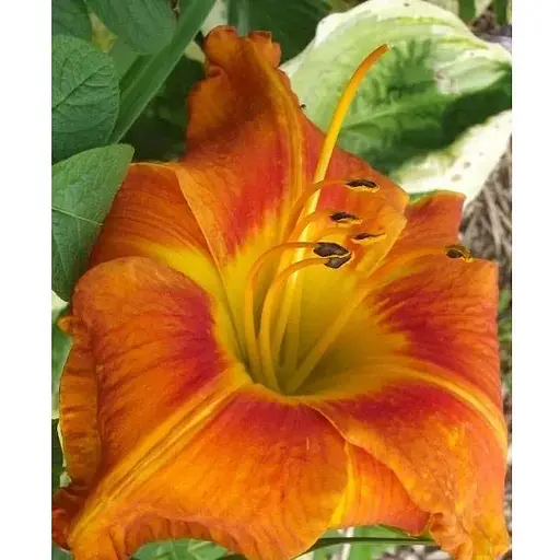 Лілійник "Tuscawilla Tigress" (51084) 1 шт - фото 1