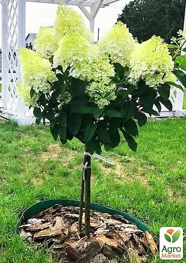 Гортензия метельчатая на штамбе "Silver Dollar" С3 высота штамба 50-70см (62316) 1 саженец - фото 3