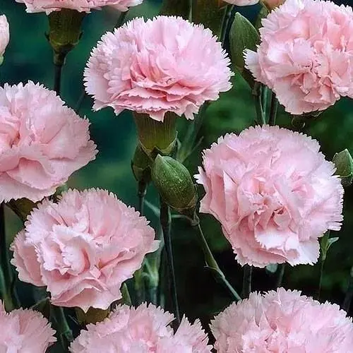 Гвоздика Махрова "Oscar Pink" (контейнер № 10 висота 10 см) (71801) 1 саженец - фото 1