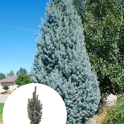 Ель колючая Agro-Market голубая колонновидная Iseli Fastigiate ком/сетка высота 120-130 см 185202 1 саженец в упаковке - фото 1