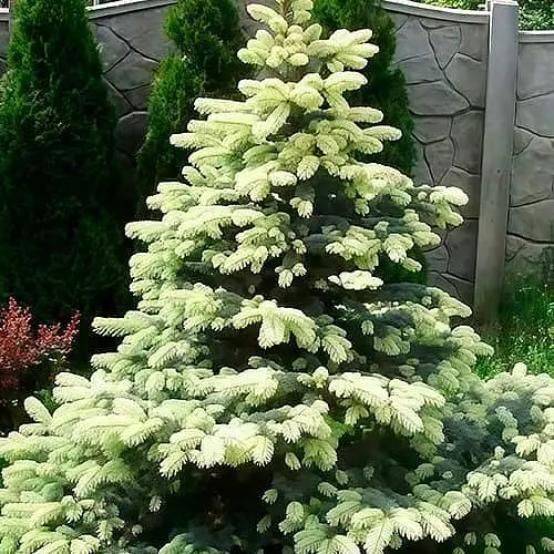 Ель привитая Agro-Market 2-х летняя колючая Bialobok С2 высота 20-25 см 187441 1 саженец в упаковке - фото 1