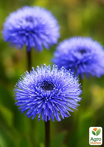 Глобулярія (шарівниця) "Blue Lace" (187833) 1 саженец - фото 2