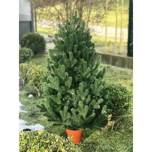 Ялинка Hvoya Traditional лита в горщику 90 см зелена новинка - фото 9