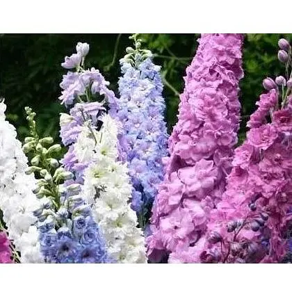 Дельфініум багаторічний суміш Весна 0.1г (16306) - фото 1