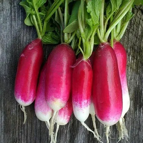 Редис Весна 18 дней (в банке) Органик 20г (45009) - фото 2