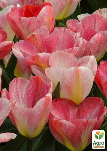 Тюльпан "Flaming Purissima" (181259) 2 шт - фото 2