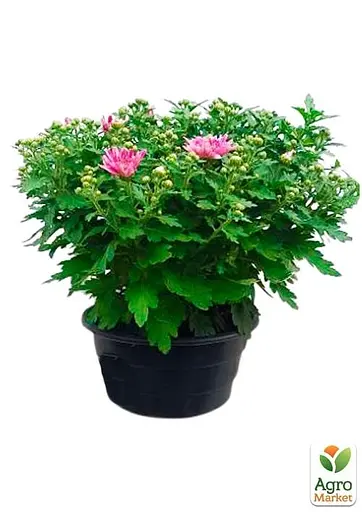 Хризантема Садова "Avalon Pink" (висота 30-50см) (103583) 1 саженец - фото 2