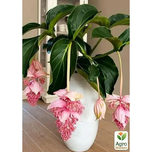 Мединилла Agro-Market Magnifica» (63327) 1 саженец в упаковке комнатный Нидерланды - фото 1