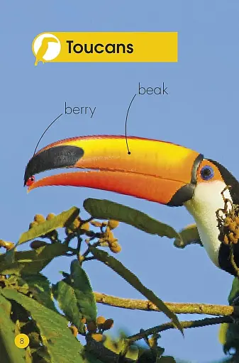 Jungle Animals. Discover the Secrets of the Jungle! - фото 4