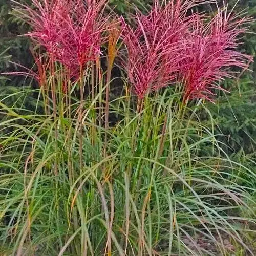 Міскантус китайський Rotfeder С1.5 (182229) 1 саженец - фото 1