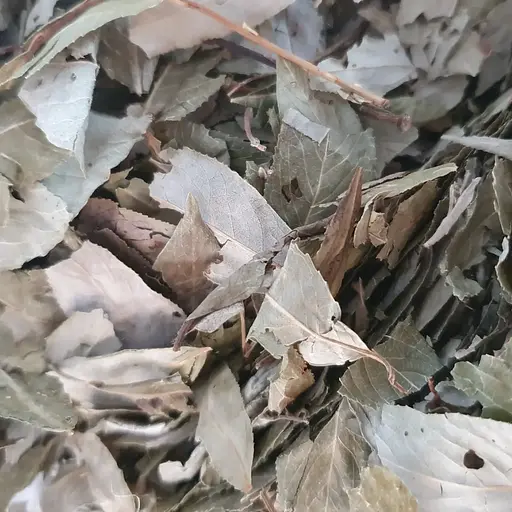 100 г верба біла лист сушений - свіжий урожай