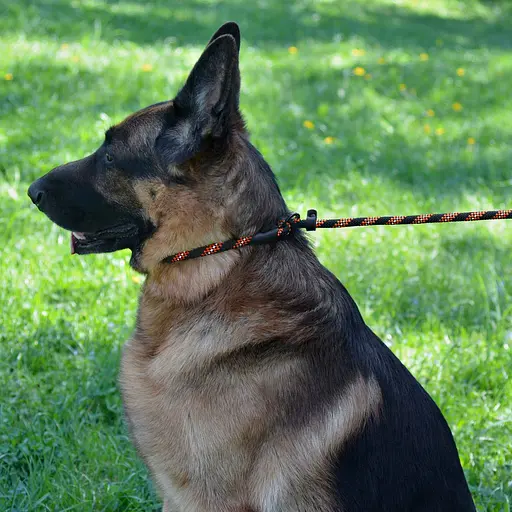 Поводок-удавка для собак Barksi Active (длина 183 см диаметр 7 мм) черно-оранжевый - фото 7