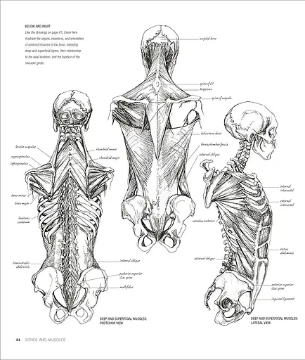 Anatomy for the Artist - фото 4