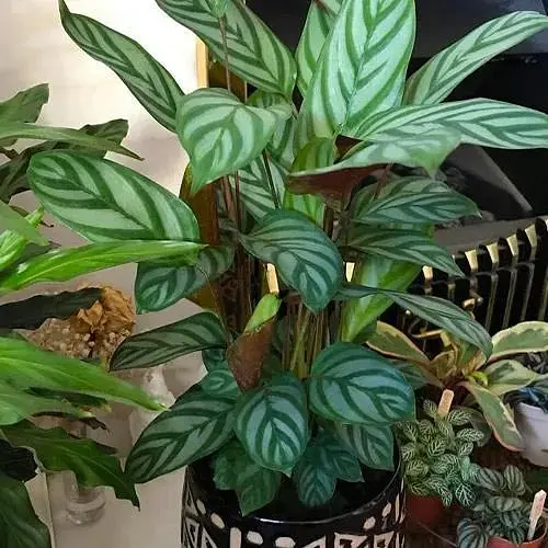 LMTD Ктенанта Agro-Market Compactista 70-90 см (188576)1 саженец в упаковке (комнатный) Нидерланды - фото 1