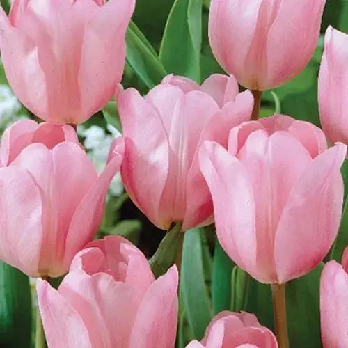 Тюльпан "Apricot Delight" (186322) 2 шт - фото 1