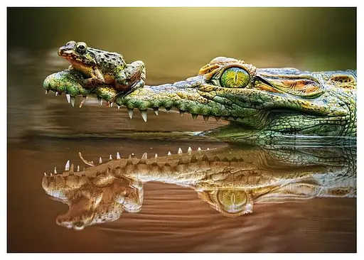 Пазл Castorland puzzle Крокодил, 500 ел. (B-52318) - фото 2