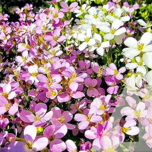 Арабіс Садиба Центр Весняний шарм 0.1 г 