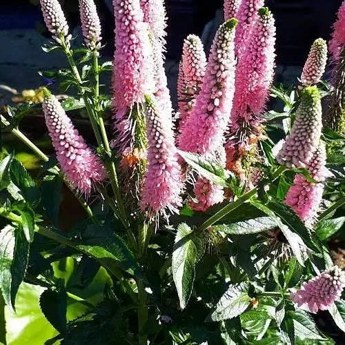 Вероніка колосиста "First Choice" вазон С2 (188399) 1 саженец - фото 1