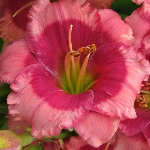 Лилейник "Dragon Eye" 1 шт (47648) - фото 1