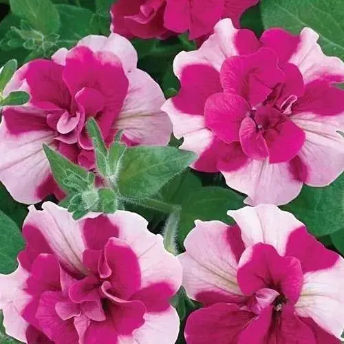 Петунія напівампельна Tumbelina "Rosy Ripple" (контейнер №10 висота 10-15см) (85384) 1 саженец - фото 1