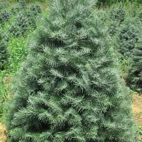 Пихта калифорнийская Agro-Market Concolor С40 высота 140-160 см 176435 1 саженец в упаковке - фото 1