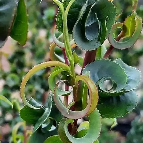 Ива 2-х летняя вавилонская "Crispa" С5 высота 130-150см (183887) 1 саженец - фото 1