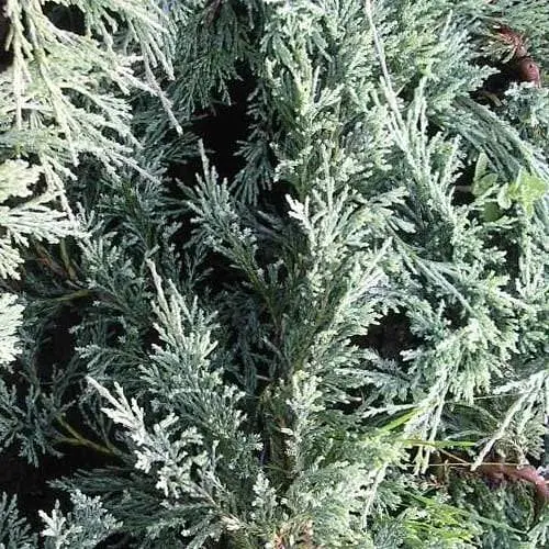 Ялівець горизонтальний "Glacier" (вазон Р9 10-15см) (189646) 1 саджанець - фото 1