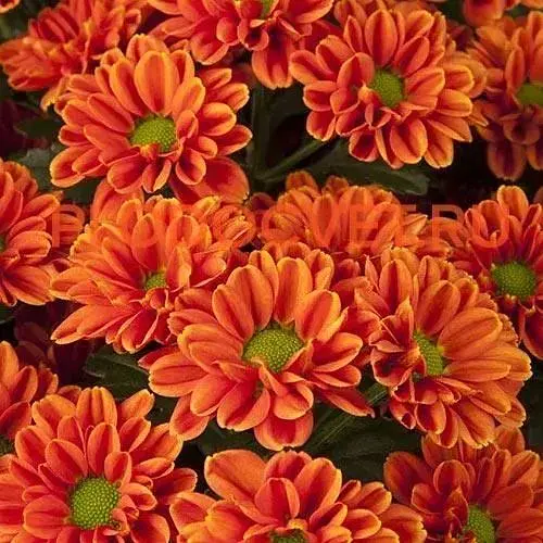 Хризантема кущова середньоквіткова "Jackson Bronze" (189666) 1 саженец - фото 1