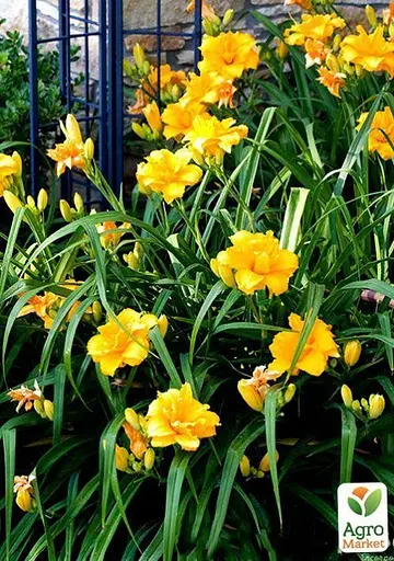 Лилейник "Condilla" 1 шт (36176) - фото 3