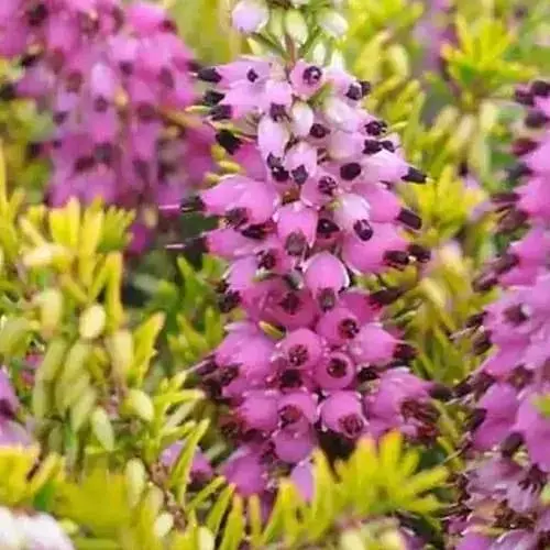 Эрика цветущая 2-летняя Ewa Gold вазон С1.5 (189912) 1 саженец в упаковке Нидерланды - фото 1