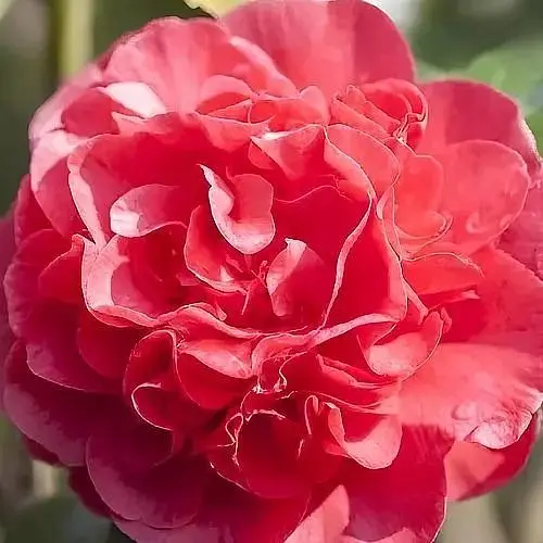 Камелия японская "Kramer's Supreme" (187244) 1 саженец - фото 1