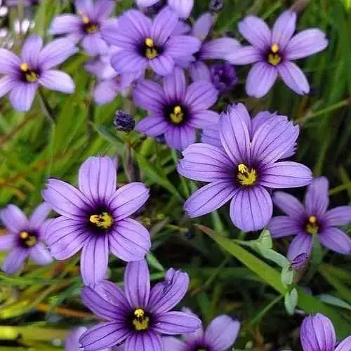 Сісюрінхій "Island Blue" (компактний багаторічник для альпійських гірок) (189567) 1 саженец - фото 1