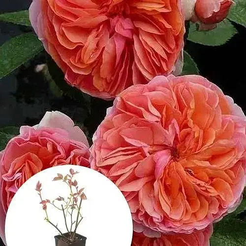 Роза шраб Agro-Market Chippendal в контейнере, высший сорт (190039) 1 саженец в упаковке - фото 3