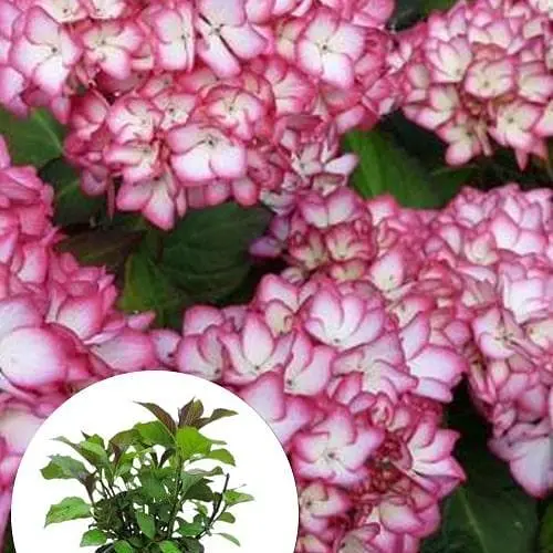 Гортензія крупнолиста 2-х річна "Salsa" висота саджанця 20-40см (93219) 1 саженец - фото 3